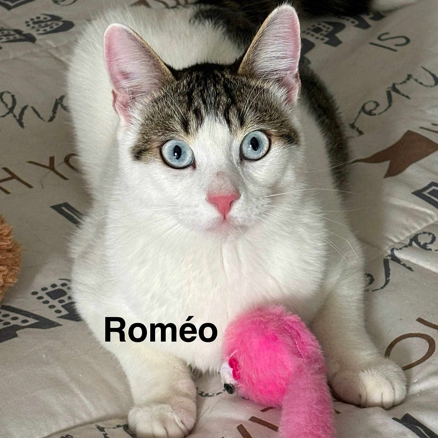 Romeo