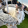 Romeo a rejoint le concours — aidez-le/la à gagner de superbes lots ! animal, blue_eyes, cat, cute, domestic, ears, exercise_equipment, fluffy, fur, gray_carpet, green_carpet, hanging_basket, indoor, pet, relaxing, resting, rope, tail, whiskers, wooden_beads