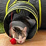 Romeo participe au concours pour gagner de l'argent avec cette photo : animal, cat, close_up, curious, cute, domestic, ears, eyes, face, feline, floor, grass, indoor, pet, play_tunnel, red_pom_pom, resting, tile, toy, white_and_gray