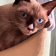 Wendy a rejoint le concours — aidez-le/la à gagner de superbes lots ! animal, background, beige, blue_eyes, cat, close_up, curious, ears, face, feline, fur, indoor, looking, pet, portrait, resting, siamese_cat, soft_light, texture, whiskers