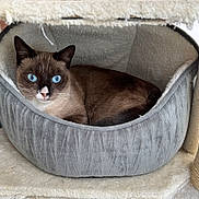 Wendy a rejoint le concours — aidez-le/la à gagner de superbes lots ! animal, blue_eyes, cat, cat_bed, cat_tree, cozy_bed, cute, domestic_cat, feline, fur, gray_bed, indoor, looking, pet, pet_bed, portrait, resting, siamese_cat, soft_texture, whiskers