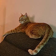 Marley participe au concours pour gagner de l'argent avec cette photo : animal, calm, cat, couch, domestic_cat, ears, feline, furniture, indoor, lounging, mammal, orange_tabby, pet, relaxed, resting, side_view, tail, texture, wall, whiskers