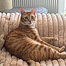 Marley participe au concours pour gagner de l'argent avec cette photo : animal, cat, couch, cozy, curious, domestic, ears, fur, furniture, ginger_cat, indoor, pet, plush_blanket, radiator, relaxed, resting, scratching_post, tabby, tail, whiskers