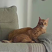 Marley a rejoint le concours — aidez-le/la à gagner de superbes lots ! cat, ginger_cat, couch, blanket, indoor, pet, furniture, relaxing, cozy, home, animal, fur, resting, looking, domestic, cute, comfortable, living_room, quiet, soft_light