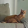 cat, ginger_cat, couch, blanket, indoor, pet, furniture, relaxing, cozy, home, animal, fur, resting, looking, domestic, cute, comfortable, living_room, quiet, soft_light