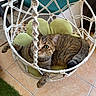 cat, cozy, curious, cushion, eye, feline, flower_shaped_cushion, furniture, green_cushion, hanging_chair, home, indoor, looking_up, macrame, pet, relaxed, resting, rope, tabby_cat, tile_floor