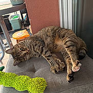 Cachou participe au concours pour gagner de l'argent avec cette photo : cat, tabby_cat, pet, indoor, cushion, chair, toy, green, stretching, relaxed, furniture, home, window, wall, stool, animal, fur, paw, resting, cute