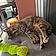 Cachou