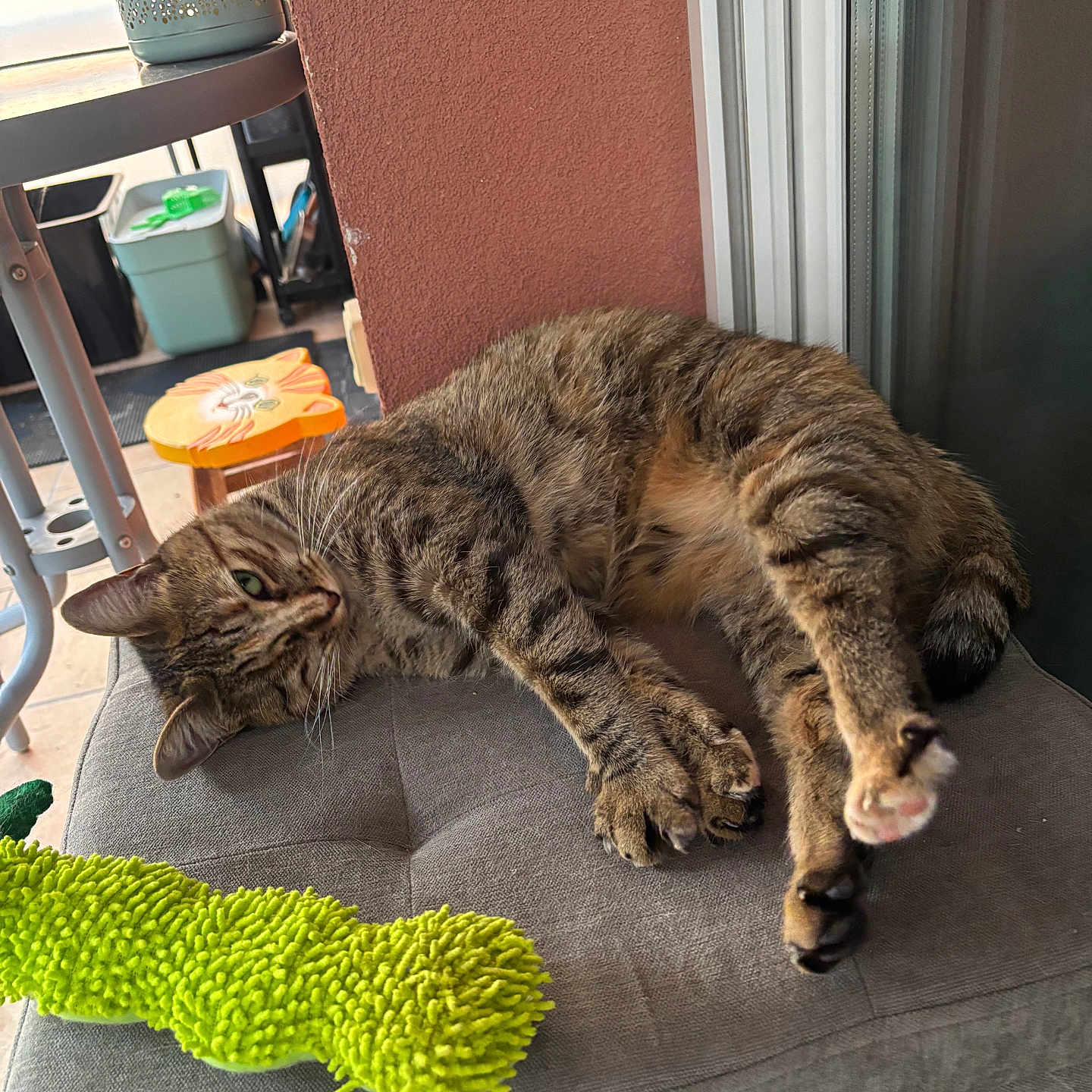 Cachou participe au concours pour gagner de l'argent avec cette photo : cat, tabby_cat, pet, indoor, cushion, chair, toy, green, stretching, relaxed, furniture, home, window, wall, stool, animal, fur, paw, resting, cute