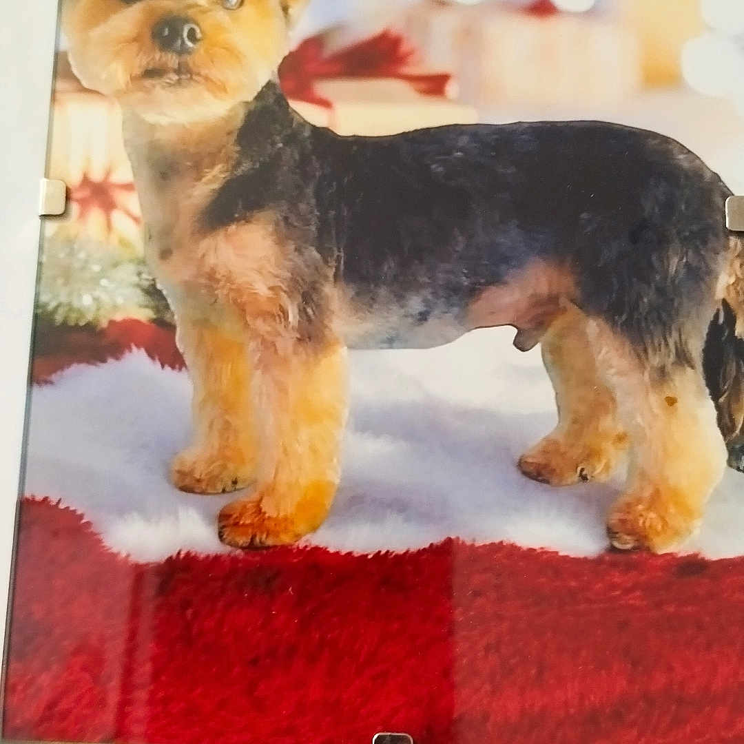 Arsène a rejoint le concours — aidez-le/la à gagner de superbes lots ! animal, background, blanket, blur, cute, dog, ears, eyes, fur, fur_texture, gift_box, holiday, indoor, pet, portrait, red, small_dog, standing, white, yorkshire_terrier