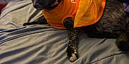 Lilith is registered to the contest to win money with this photo: cat, tortoiseshell_cat, orange_dress, bed, blanket, indoor, furniture, pet, animal, relaxed, cozy, soft_light, feline, clothing, resting, portrait, domestic, cute, side_view, young_cat