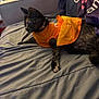 cat, tortoiseshell_cat, orange_dress, bed, blanket, indoor, furniture, pet, animal, relaxed, cozy, soft_light, feline, clothing, resting, portrait, domestic, cute, side_view, young_cat