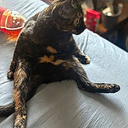 Lilith is registered to the contest to win money with this photo: cat, tortoiseshell_cat, pet, indoor, bed, furniture, curious, relaxed, animal, feline, sitting, fur_pattern, household, bottle, table, blurred_background, light, cozy, domestic, resting