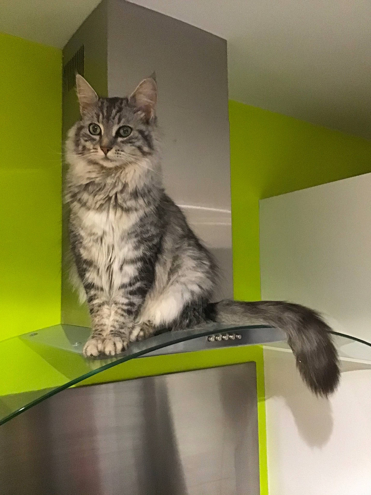 Opale a rejoint le concours — aidez-le/la à gagner de superbes lots ! asian, british_semi_longhair, carnivore, cat, domestic_long_haired_cat, domestic_short_haired_cat, dragon_li, european_shorthair, felidae, kitten, maine_coon, mammal, norwegian_forest_cat, siberian, small_to_medium_sized_cats, tabby_cat, tail, whiskers