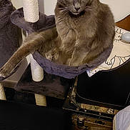 Maiko a rejoint le concours — aidez-le/la à gagner de superbes lots ! cat, grey_cat, cat_tree, pet, indoor, feline, animal, perch, resting, looking, curious, cozy, home, furniture, domestic, cute, whiskers, ears, eyes, relaxed