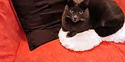 Maiko participe au concours pour gagner de l'argent avec cette photo : animal, beanbag, bed, blackcat, blanket, cat, couch, cushion, furniture, homedecor, kitten, manx, pet, pillow