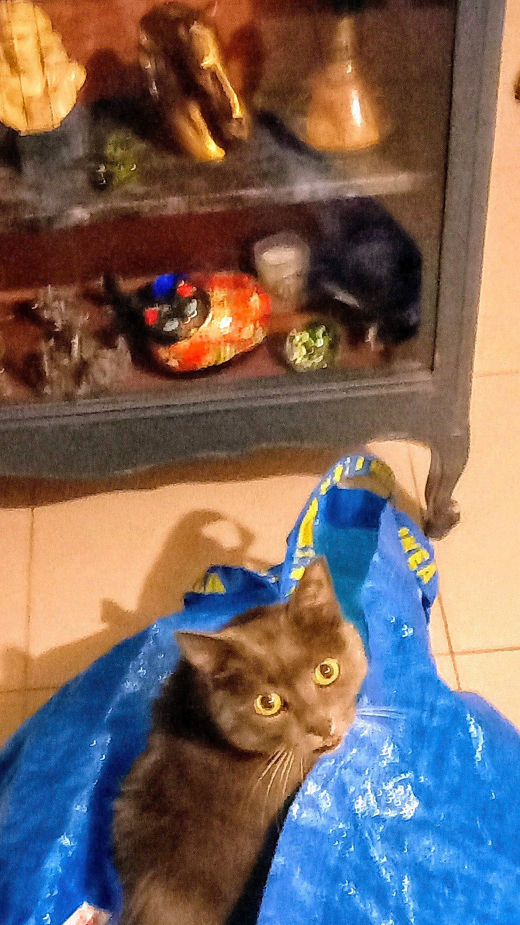 Maiko a rejoint le concours — aidez-le/la à gagner de superbes lots ! animal, blue_bag, brown_cat, cabinet, cat, closeup, curiosity, curious, cute, decor, domestic, furniture, glass, ikea, indoor, pet, playful, shadow, tile_floor, yellow_eyes