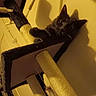 cat, cat_tree, pet, indoor, furniture, animal, curious, yellow_light, shadow, relaxing, home, cozy, looking, ears, whiskers, paw, sitting, soft_texture, vertical, cute