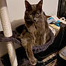 cat, gray_cat, cat_tree, pet, indoor, furniture, hammock, paw, animal, curious, resting, cozy, home, domestic, looking, feline, mammal, sitting, household, relaxed