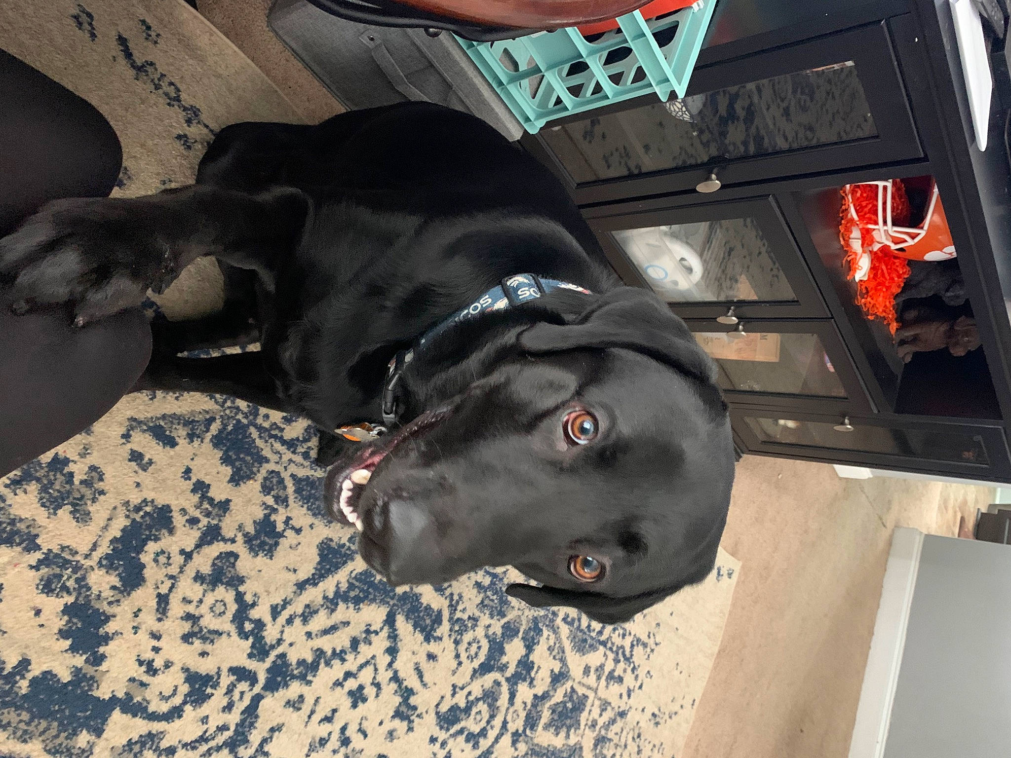 Loki joined the competition — help win amazing prizes! borador, canidae, carnivore, comfort, companion_dog, dog, dog_breed, grey, guard_dog, snout, sporting_group, working_animal