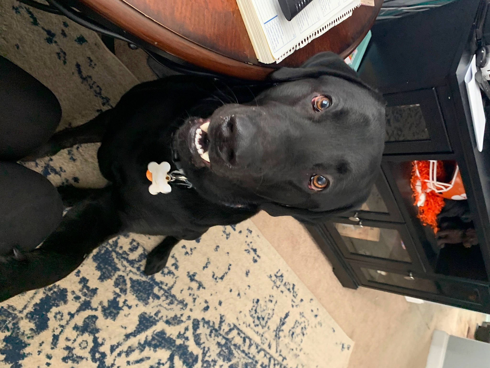 Loki joined the competition — help win amazing prizes! auto_part, automotive_exterior, automotive_tire, automotive_wheel_system, borador, bumper, canidae, carnivore, companion_dog, dog, dog_breed, dog_collar, fur, guard_dog, non_sporting_group, personal_protective_equipment, snout, sporting_group, vehicle_door, working_animal