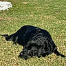 animal, backyard, black_dog, canine, daytime, dog, fur, grass, lawn, mammal, nature, outdoor, peaceful, pet, quiet, relaxing, resting, sleeping, summer, sunlight