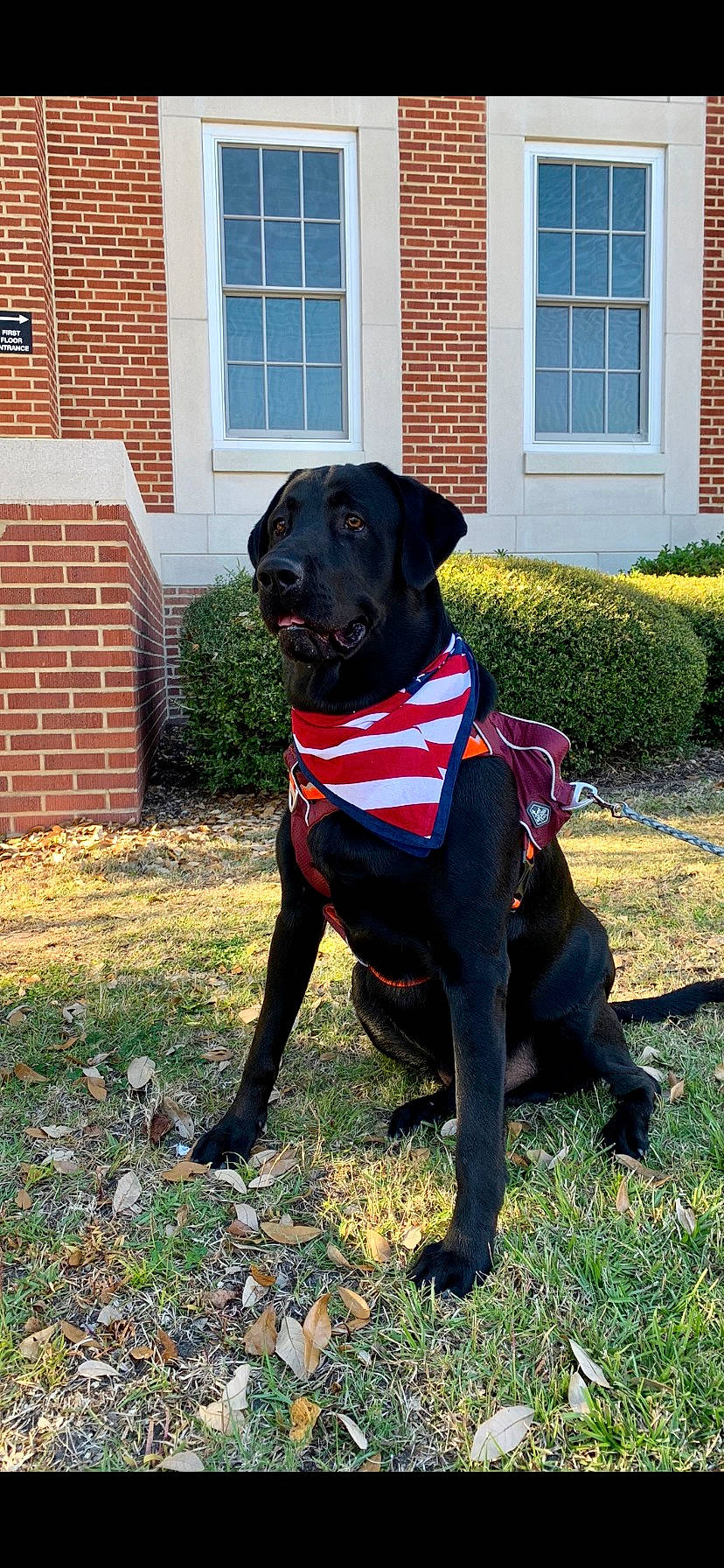 Loki is registered to the contest to win money with this photo: brick, brickwork, building, carnivore, collar, companion_dog, dog, dog_breed, dog_collar, door, grass, gun_dog, lawn, leash, personal_protective_equipment, plant, retriever, snout, window, working_animal
