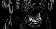 Loki is registered to the contest to win money with this photo: animal, artistic, black_and_white, black_background, canine, closeup, detailed, dog, ears, fur, happy, mouth_open, name_text, nose, pet, portrait, sketch, smiling, teeth, tongue