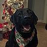 Loki is registered to the contest to win money with this photo: animal, bandana, black_dog, canine, carpet, christmas, christmas_tree, cozy, decorations, dog, domestic_animal, festive, holiday, holiday_decor, indoor, lights, mammal, pet, sitting, smiling