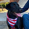 dog, black_dog, bandana, red_white_blue, tongue_out, pet, outdoor, steps, concrete, person, jeans, jacket, building, brick_wall, railing, greenery, sunlight, happy, sitting, leash