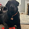 Loki is registered to the contest to win money with this photo: dog, black_dog, pet, indoor, living_room, carpet, window, blinds, fireplace, candy, reese's, peanut_butter_cups, paw, collar, tag, furniture, home, relaxing, animal, mammal