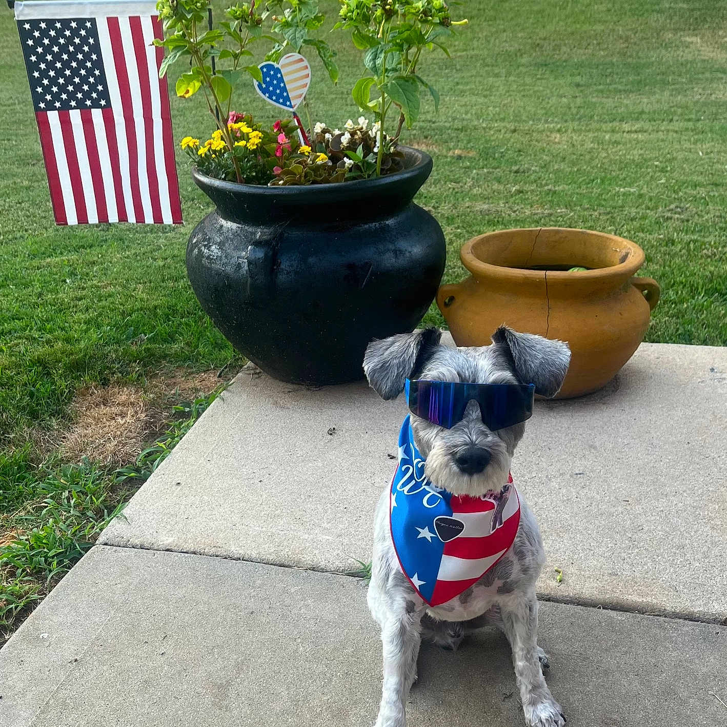 Finn joined the competition — help win amazing prizes! dog, sunglasses, bandana, patriotic, american_flag, flower_pot, flowers, grass, concrete, backyard, pet, outdoor, summer, fence, plant, sitting, small_dog, decor, cool, accessory