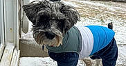 Finn joined the competition — help win amazing prizes! dog, pet, snow, winter, jacket, outdoor, backyard, fence, tree, curious, fur, cold, snowflakes, pavement, doorstep, animal, canine, coat, weather, playful