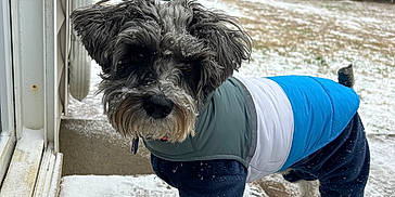 Finn joined the competition — help win amazing prizes! dog, pet, snow, winter, jacket, outdoor, backyard, fence, tree, curious, fur, cold, snowflakes, pavement, doorstep, animal, canine, coat, weather, playful