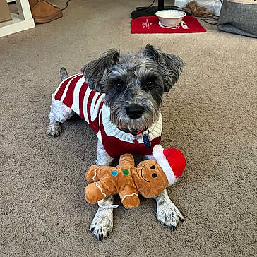 Finn is registered to the contest to win money with this photo: dog, pet, indoor, carpet, toy, plush, gingerbread_man, santa_hat, sweater, red_and_white, cute, animal, small_dog, looking, lying, cozy, home, floor, decor, collar