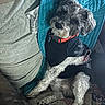 Finn joined the competition — help win amazing prizes! dog, pet, sweater, blanket, couch, quilt, collar, fur, indoor, resting, cozy, comfortable, curious, small_dog, furniture, domestic_animal, animal, companion, relaxed, portrait