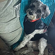 Finn joined the competition — help win amazing prizes! dog, pet, sweater, blanket, couch, quilt, collar, fur, indoor, resting, cozy, comfortable, curious, small_dog, furniture, domestic_animal, animal, companion, relaxed, portrait