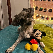 Finn joined the competition — help win amazing prizes! dog, plush_toy, mickey_mouse, bed, blanket, tapestry, string_lights, photo_wall, indoor, pet, curious, cute, cozy, animal, toy, fur, comfortable, resting, head_tilt, home_decor