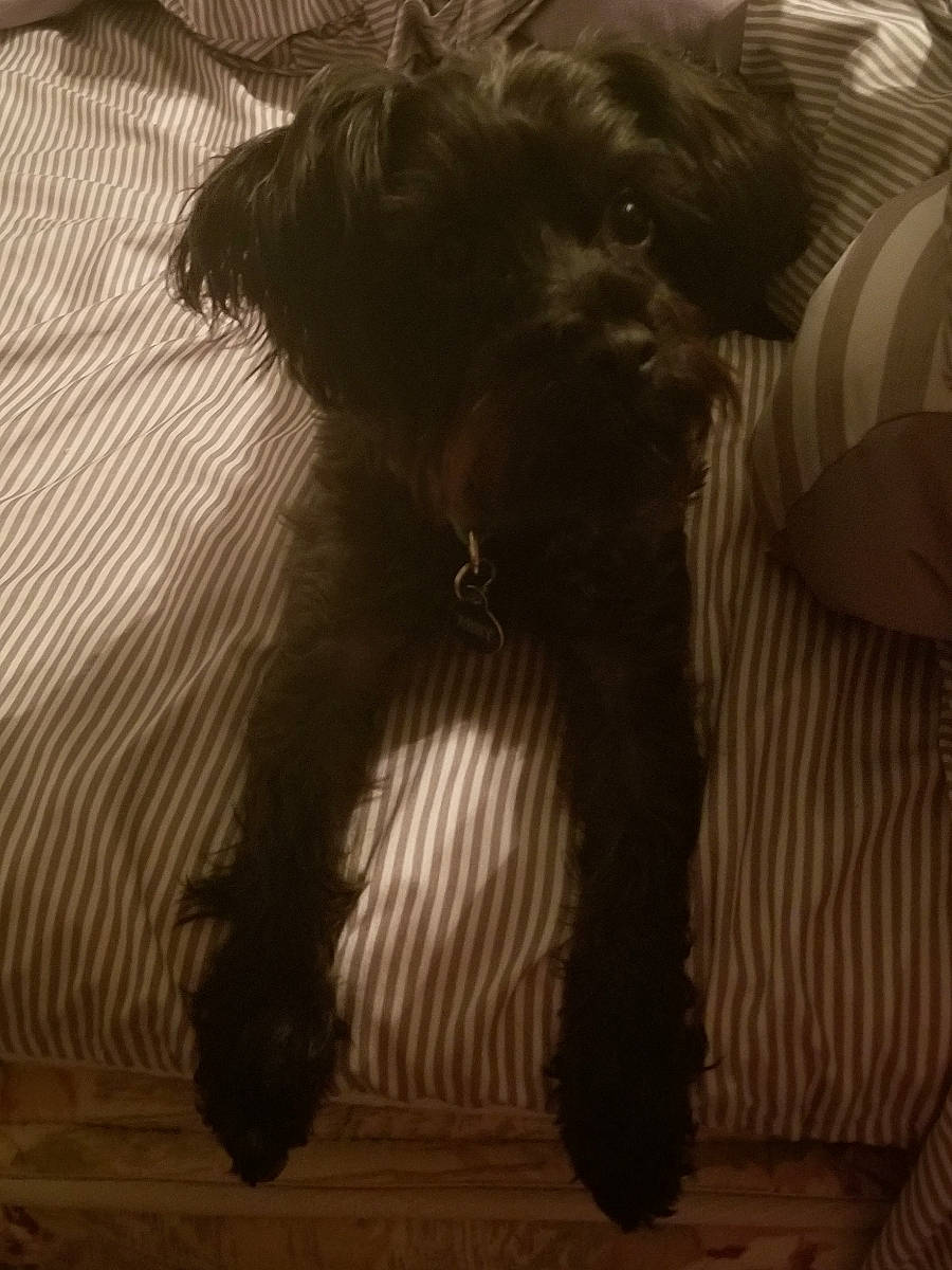 Abby is registered to the contest to win money with this photo: affenpinscher, canidae, carnivore, companion_dog, dog, dog_breed, irish_soft_coated_wheaten_terrier, miniature_schnauzer, morkie, non_sporting_group, puppy, schnauzer, schnoodle, shih_tzu, sporting_group, terrier, tibetan_terrier
