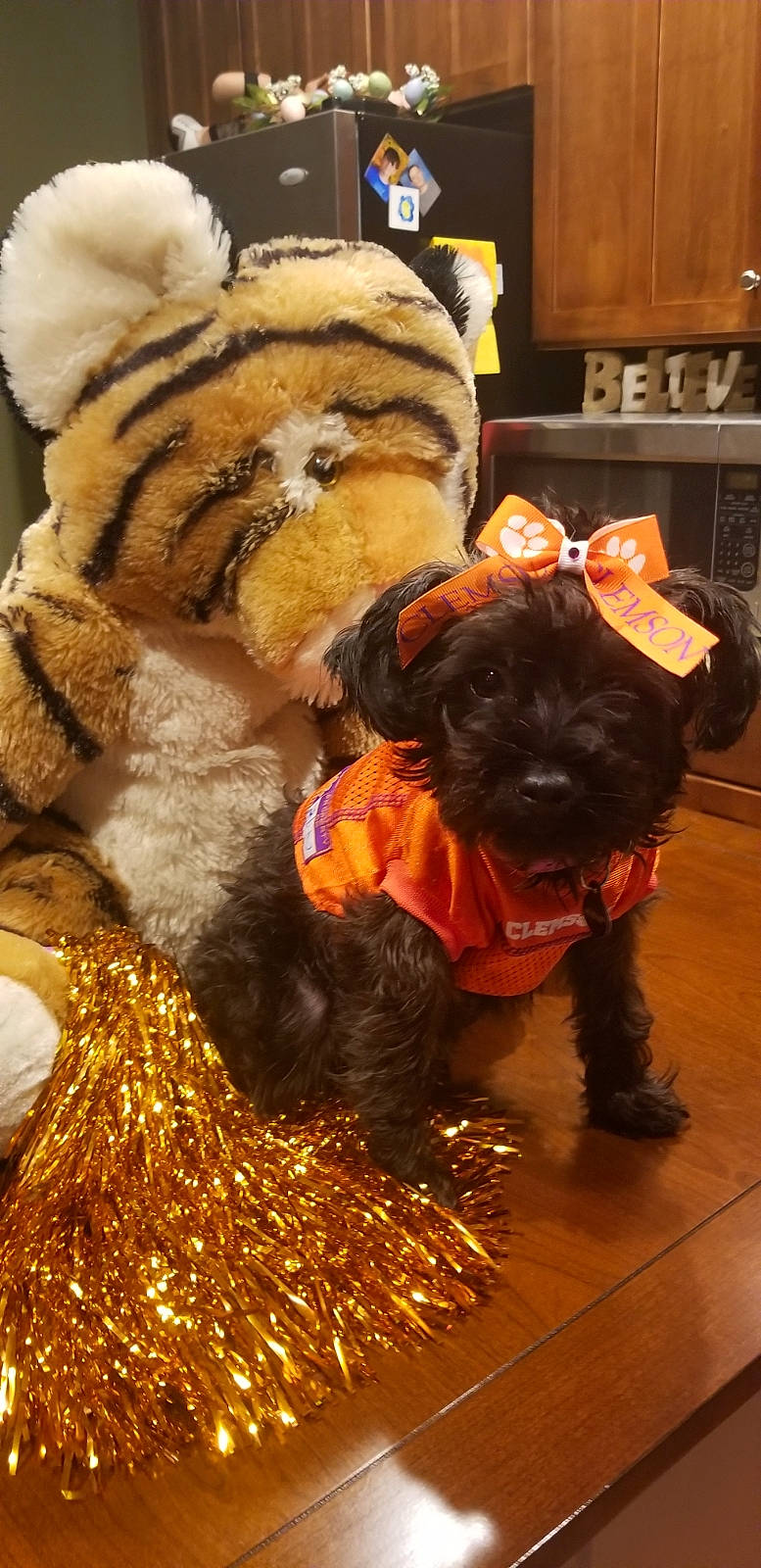 Abby joined the competition — help win amazing prizes! bolonka, canidae, carnivore, dog, dog_breed, dog_clothes, non_sporting_group, rare_breed_dog, schnoodle, sealyham_terrier, sporting_group, terrier, toy_dog