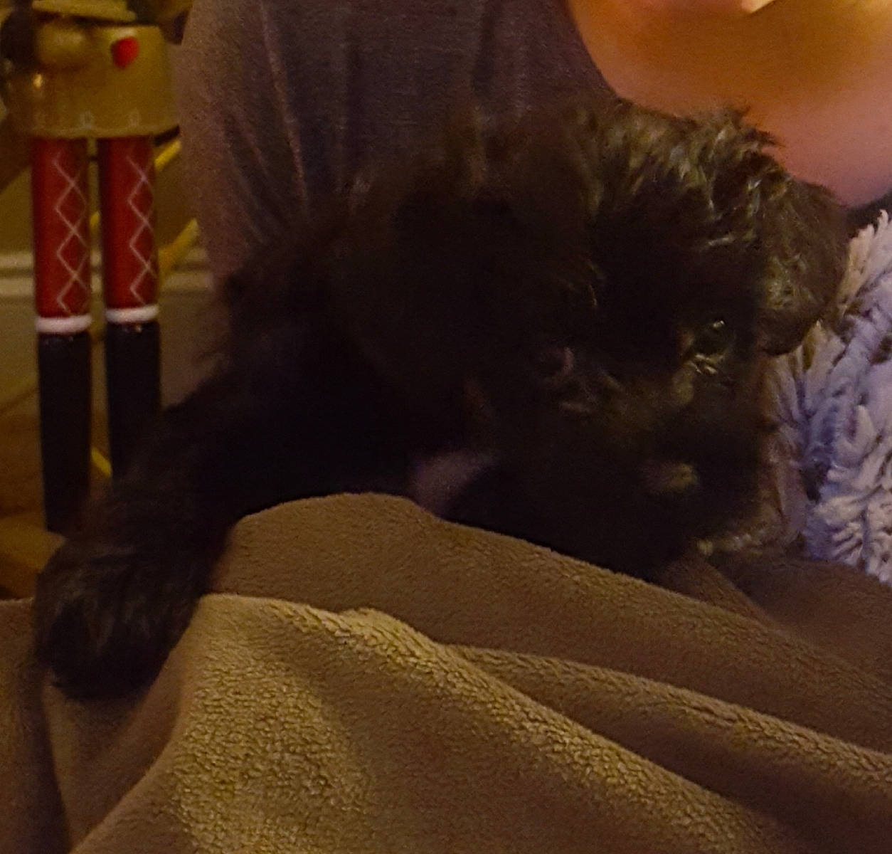 Abby is registered to the contest to win money with this photo: affenpinscher, black_cat, canidae, ear, fur, long_hair, miniature_schnauzer, non_sporting_group, room, schnoodle, tail, toy_dog