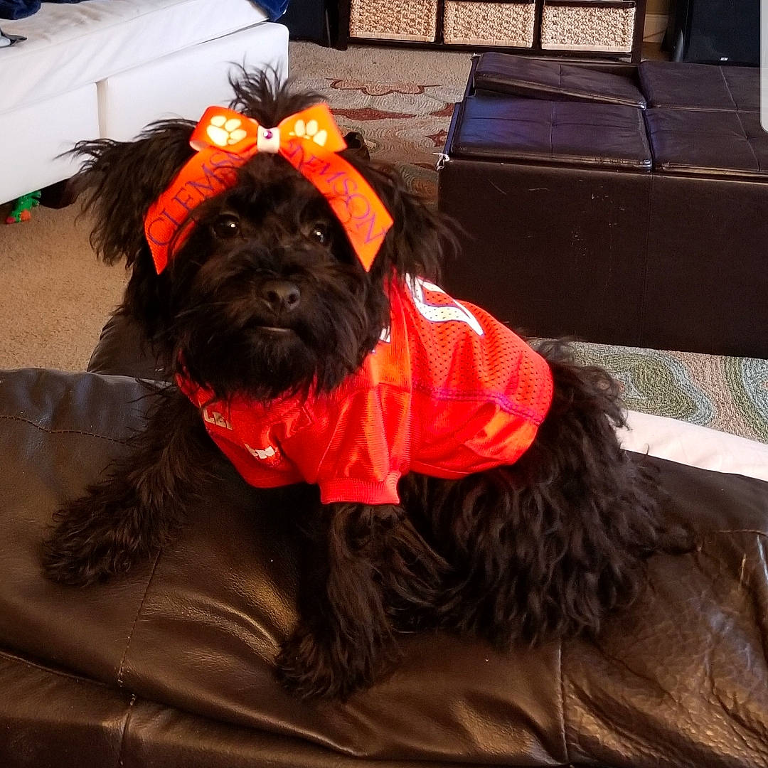 Abby joined the competition — help win amazing prizes! affenpinscher, bolonka, briard, cairn_terrier, canidae, carnivore, companion_dog, dog, dog_breed, liver, mammal, pyrenean_shepherd, rare_breed_dog, schnoodle, snout, sporting_group, terrier, toy_dog, yorkshire_terrier