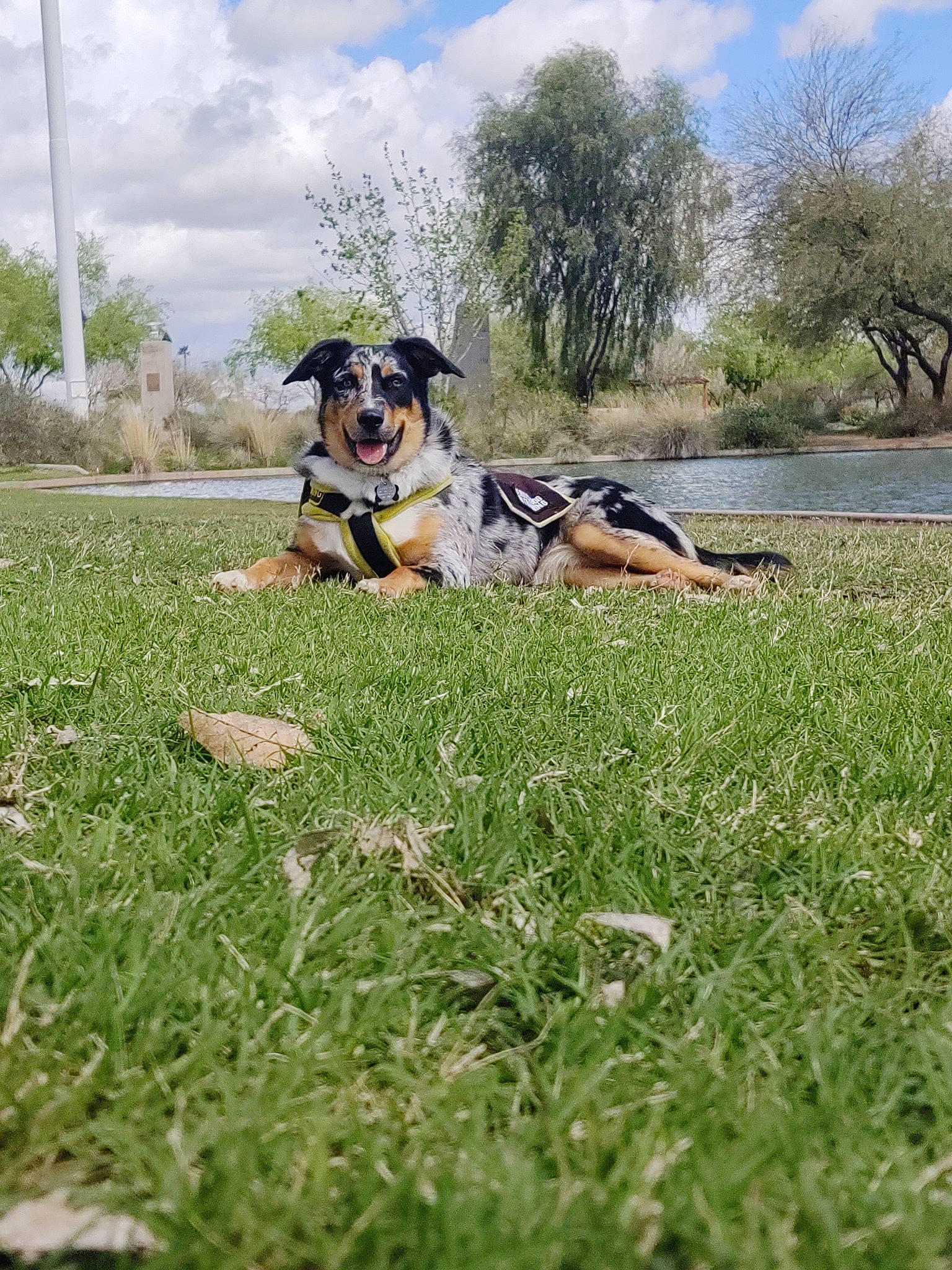 Bandit joined the competition — help win amazing prizes! australian_cattle_dog, australian_shepherd, canidae, carnivore, dog, dog_breed, grass, grassland, hunting_dog, lawn, louisiana_catahoula_leopard_dog, mammal, meadow, pasture, plant, sporting_group, vertebrate, working_dog