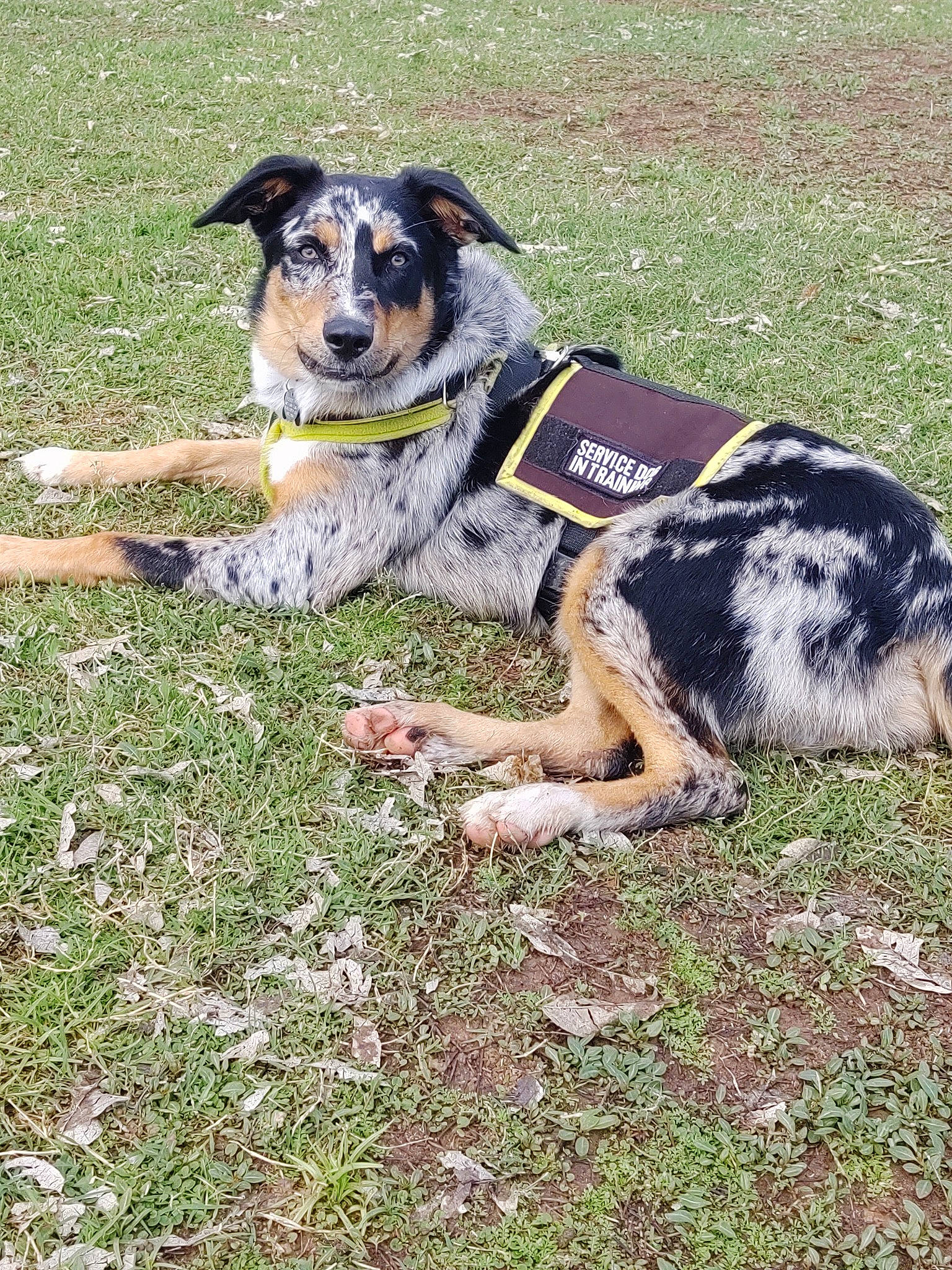 Bandit joined the competition — help win amazing prizes! australian_cattle_dog, australian_collie, australian_shepherd, border_collie, canidae, carnivore, companion_dog, dog, dog_breed, english_shepherd, herding_dog, koolie, mammal, miniature_australian_shepherd, rare_breed_dog, sporting_group, texas_heeler, vertebrate, welsh_sheepdog, working_dog