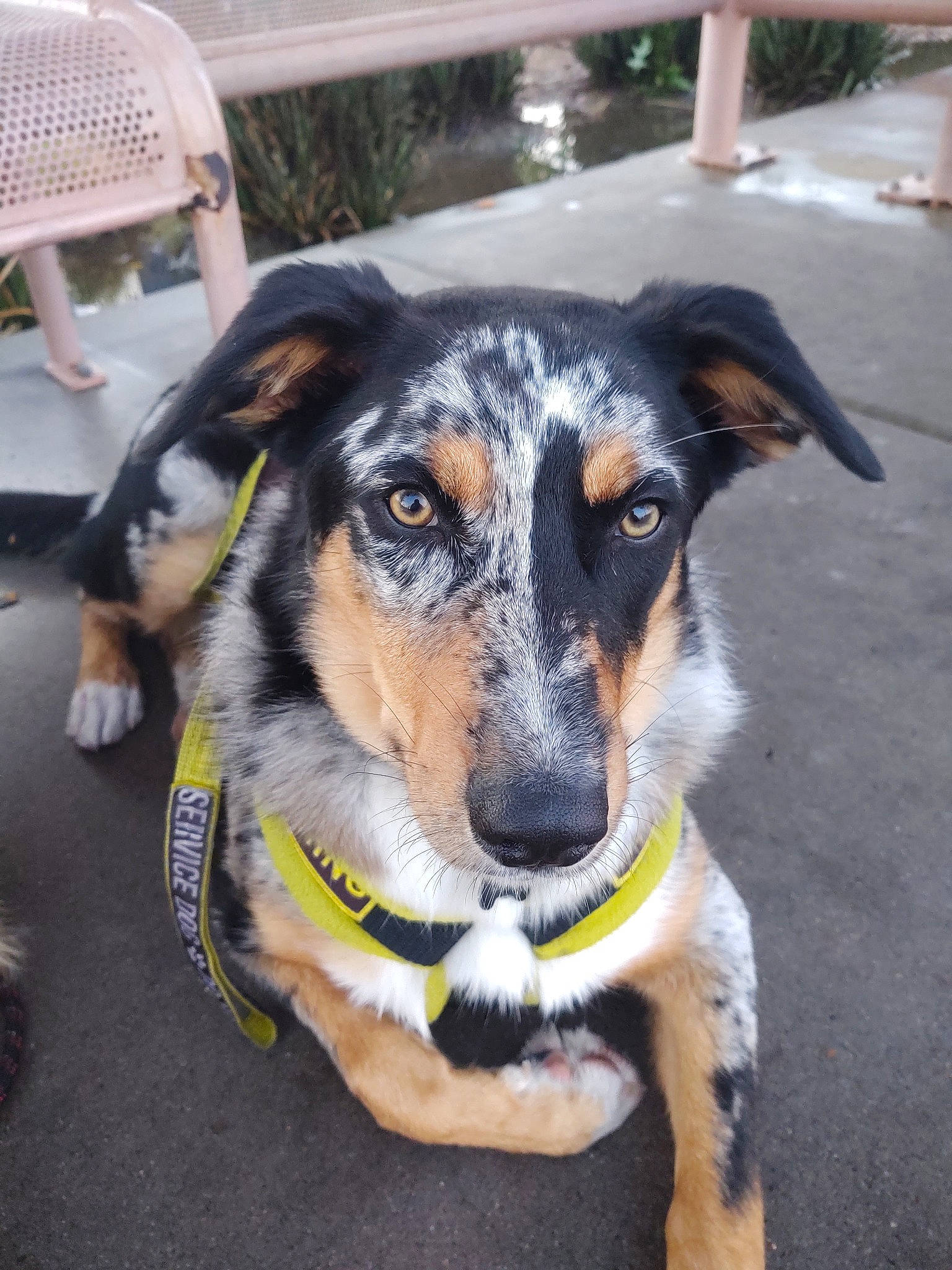 Bandit joined the competition — help win amazing prizes! canidae, carnivore, dog, dog_breed, fawn, herding_dog, huntaway, mammal, rare_breed_dog, snout, sporting_group, street_dog, vertebrate, working_dog