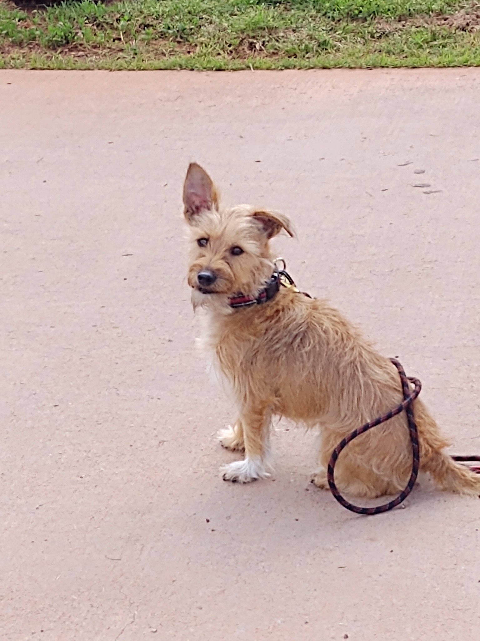 Scrappy joined the competition — help win amazing prizes! australian_silky_terrier, berger_picard, cairn_terrier, canidae, carnivore, companion_dog, dog, dog_breed, fawn, leash, mammal, rare_breed_dog, sporting_group, terrier, vertebrate