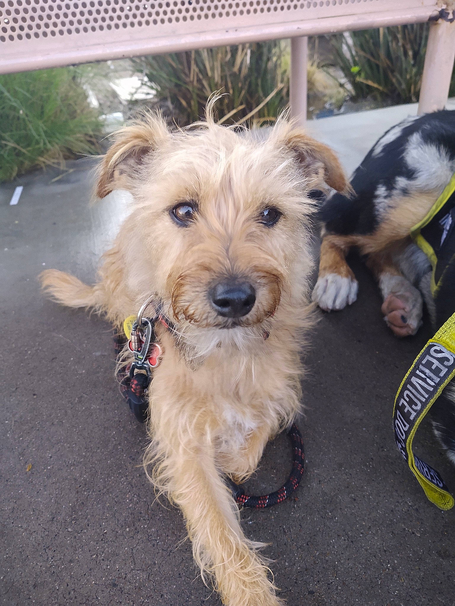 Scrappy is registered to the contest to win money with this photo: basque_shepherd_dog, bosnian_coarse_haired_hound, cairn_terrier, canidae, carnivore, catalan_sheepdog, companion_dog, dog, dog_breed, dutch_smoushond, glen_of_imaal_terrier, mammal, norfolk_terrier, norwich_terrier, rare_breed_dog, sporting_group, sporting_lucas_terrier, terrier, vertebrate, welsh_terrier