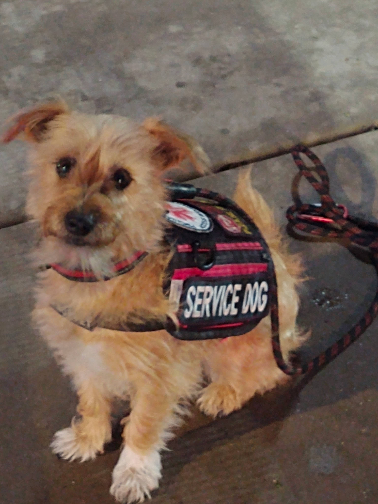 Scrappy joined the competition — help win amazing prizes! cairn_terrier, canidae, carnivore, companion_dog, dog, dog_breed, dog_clothes, maltese, mammal, morkie, norfolk_terrier, puppy, rare_breed_dog, schnoodle, snout, sporting_lucas_terrier, terrier, toy_dog, yorkipoo, yorkshire_terrier