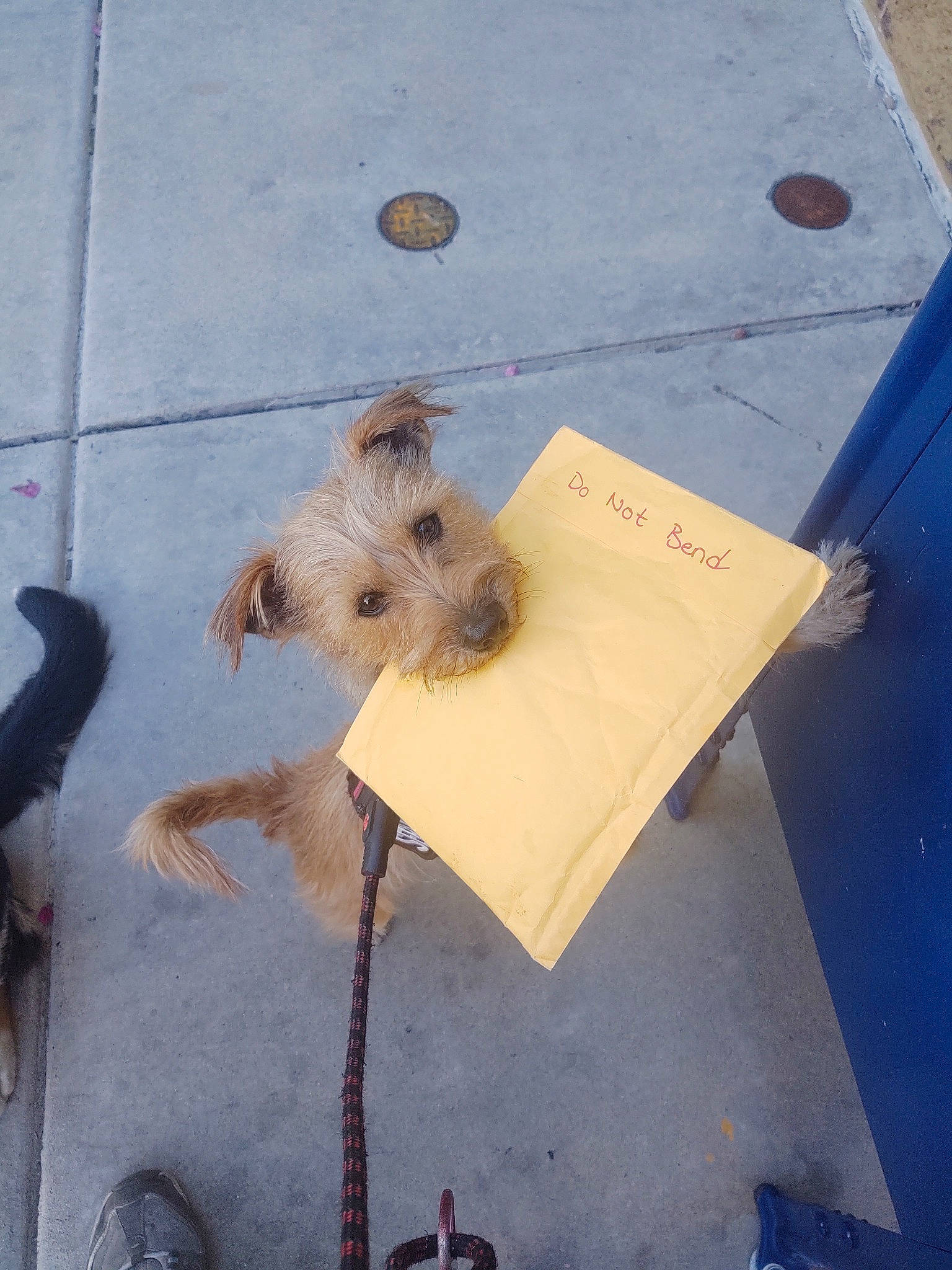 Scrappy joined the competition — help win amazing prizes! cairn_terrier, canidae, carnivore, companion_dog, dog, dog_breed, puppy, terrier, toy_dog, yorkshire_terrier