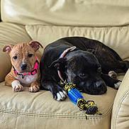 Ava Et Mia participe au concours pour gagner de l'argent avec cette photo : dog, puppy, black_dog, brown_dog, collar, toy, rope_toy, leather_couch, indoor, pet, animal, resting, cute, companion, relaxed, close_up, two_dogs, furniture, living_room, domestic